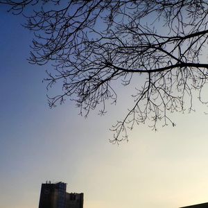 Low angle view of bare tree against clear sky