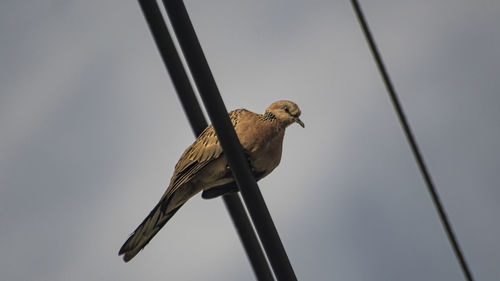 Low angle view of bird perching on cable against sky