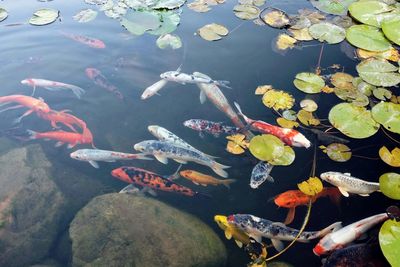 Fish swimming in sea