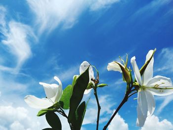 Low angle view of flowering plant against blue sky