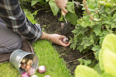 Midsection of man planting bulbs