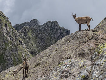 View of sheep on rock
