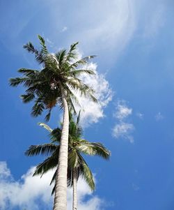 Low angle view of coconut palm tree against blue sky in tropical islands of raja ampat