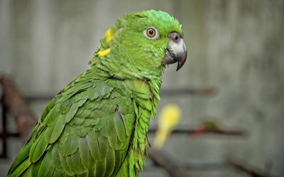 Close-up of parrot