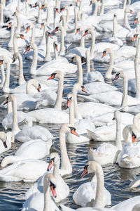 High angle view of swans swimming in lake