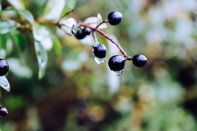 Close-up of berries growing on plant