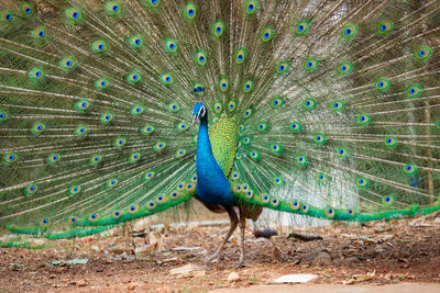 Close-up of peacock