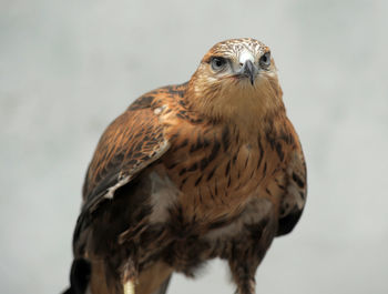 Portrait of owl perching