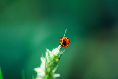 Close-up of ladybug on plant