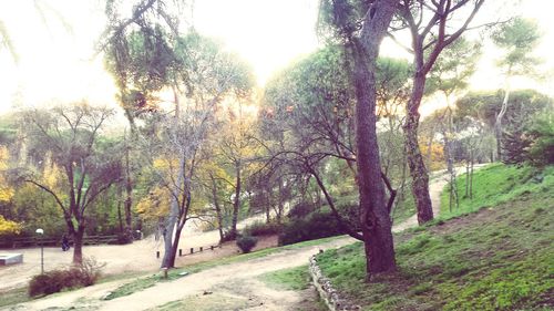 Trees growing in sunlight