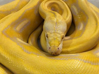 High angle view of yellow snake