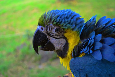 A parrot in the amazonas rain forest in peru, near leticia, colombia