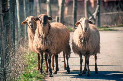 Sheep standing in a fence