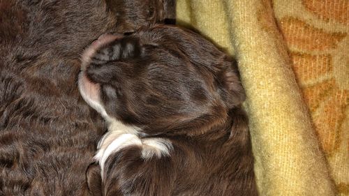 Close-up of a cat sleeping