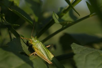 Close-up of insect on leaves