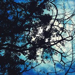 Low angle view of bare trees against sky