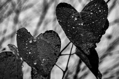 Close-up of raindrops on leaves