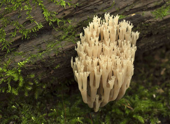 Close-up of white mushroom growing on field