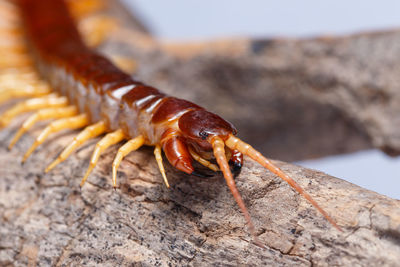 Close-up of insect on rock