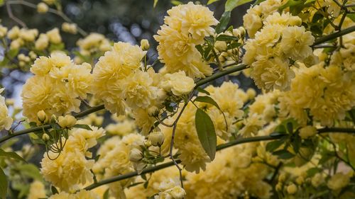 Close-up of yellow flowering plant