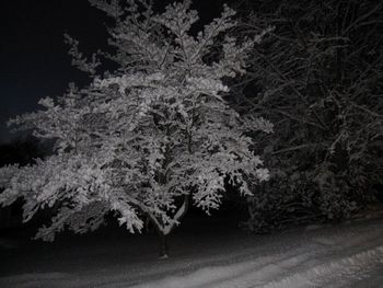 Scenic view of snow covered trees at night