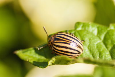 Close-up of snail on leaf