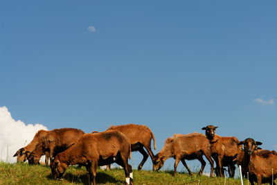 Goats grazing on field against blue sky