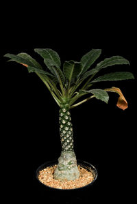 Close-up of potted plant against black background
