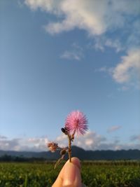 Person holding pink flowering plant against sky