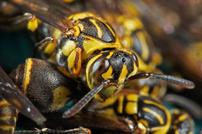 Close-up of bee