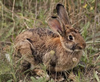 Close-up of rabbit on field