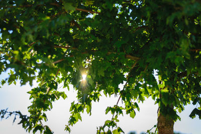 Low angle view of bird on tree against sky