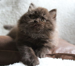 Close-up of kitten on cushion over rug