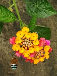 Close-up of fresh yellow flowers