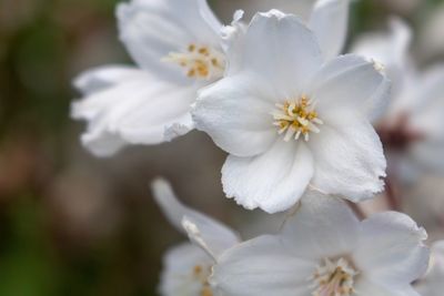 Close-up of white cherry blossom