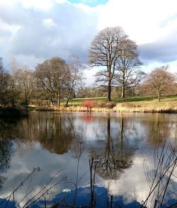 Reflection of trees in lake