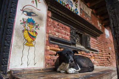 Dog in front of built structure