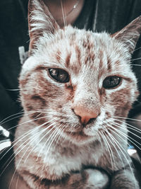 Close-up portrait of a cat