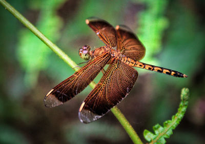 Close-up of butterfly on leaf