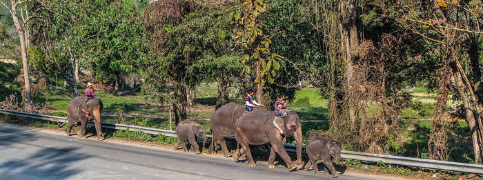 People riding elephants on roadside by trees