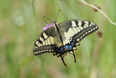 Close-up of butterfly pollinating flower