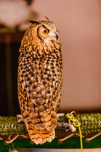 Close-up of owl perching