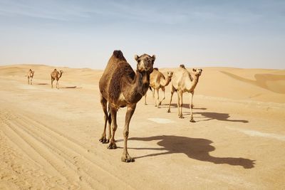 Herd of camels walking on country road against sand dunes in desert landscape near abu dhabi.