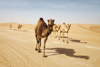 Giraffe in a desert