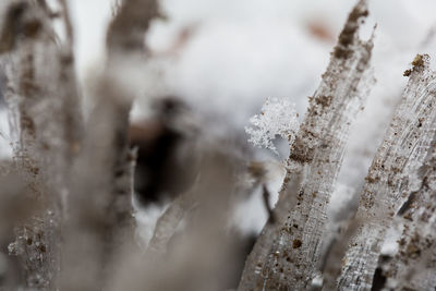 Close-up of frozen tree during winter