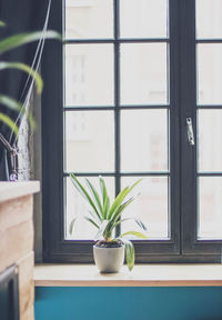 Potted plant on window sill at home