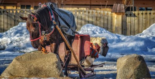 View of a horse on snow