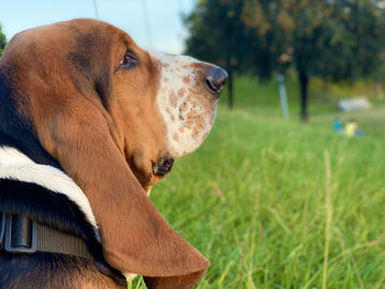 Close-up of a dog looking away - blues head