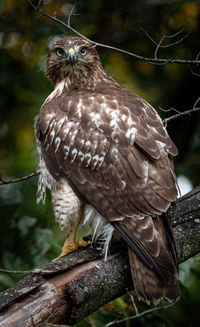 Close-up of bird perching on branch