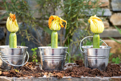 Close-up of potted plants